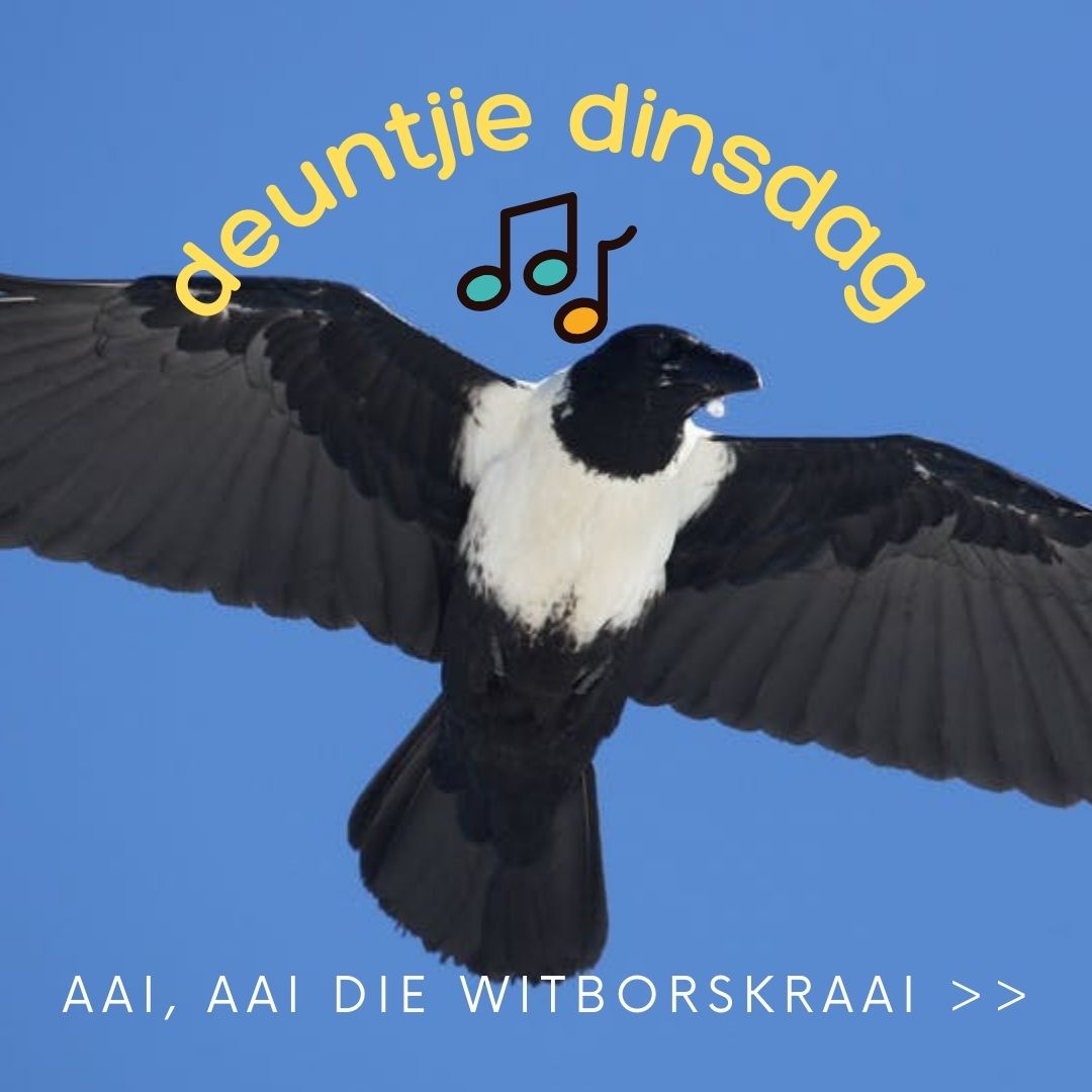 Aai, aai die witborskraai