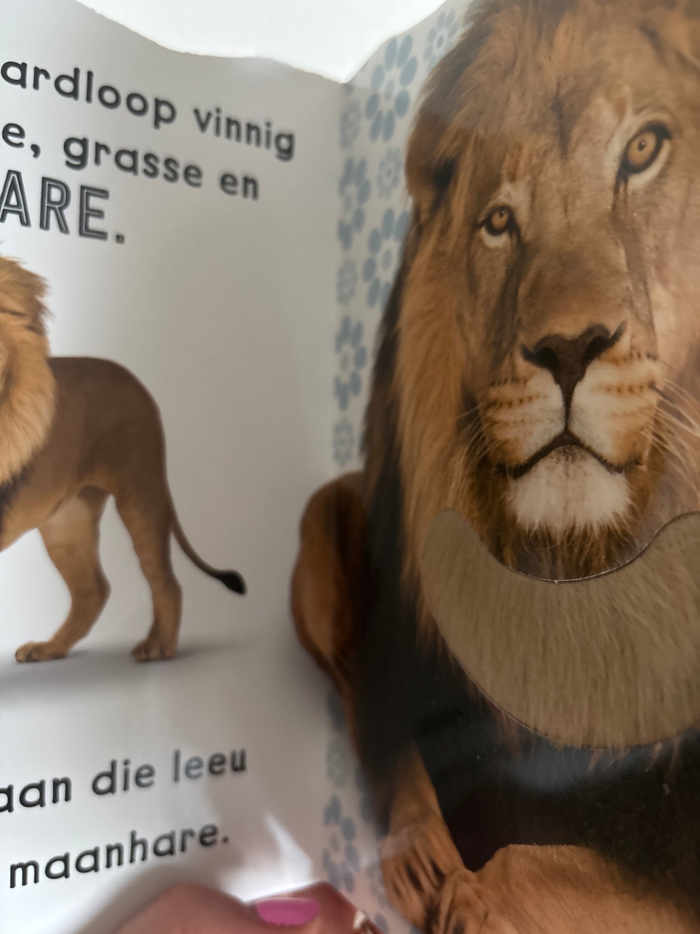 Voel en Leer - Wilde Diere